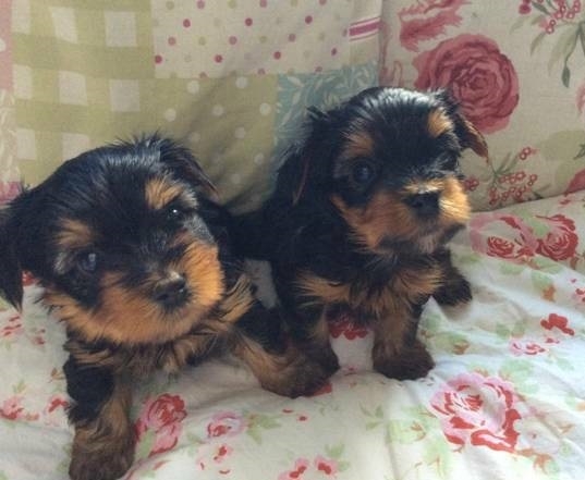 two teacup yorkie puppies 